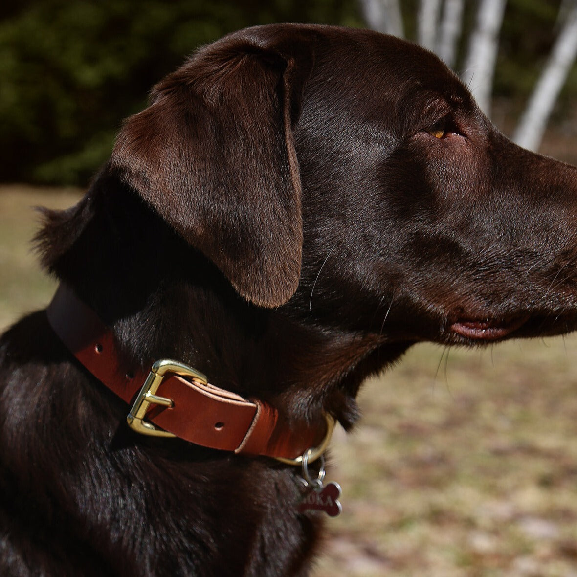 Leather dog collars and leashes
