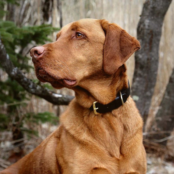 Collier à chien - Noir