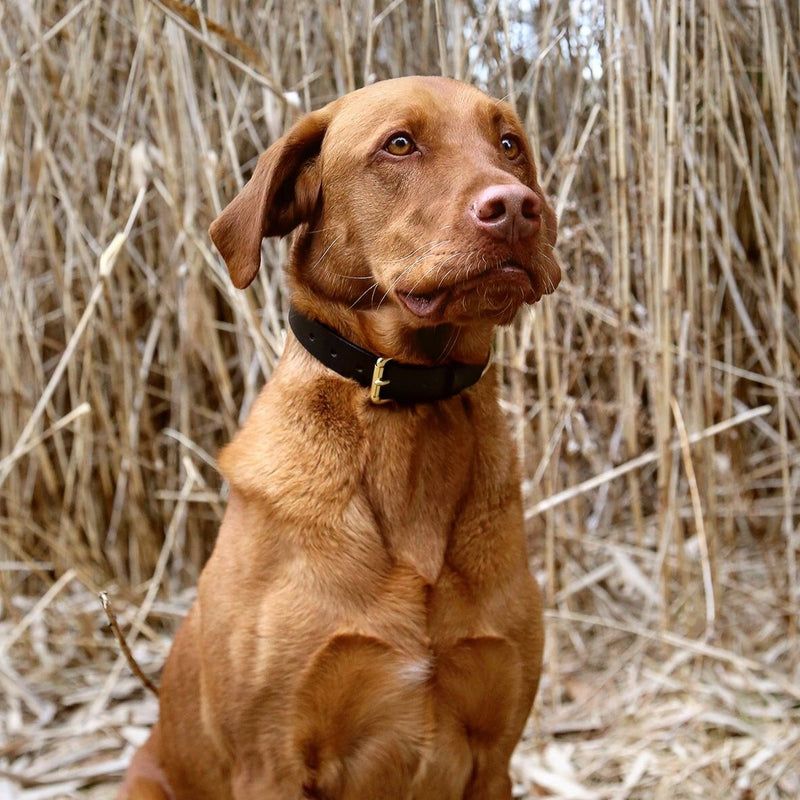 Collier à chien - Noir