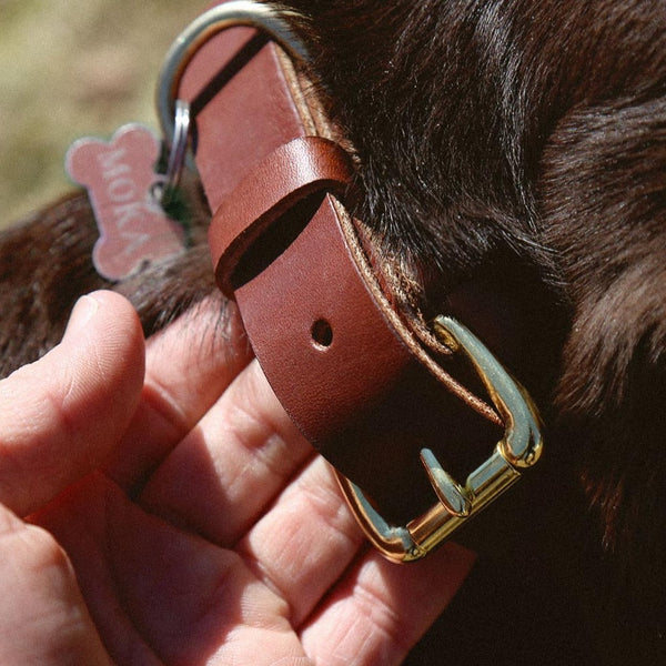 Collier à chien - Brun