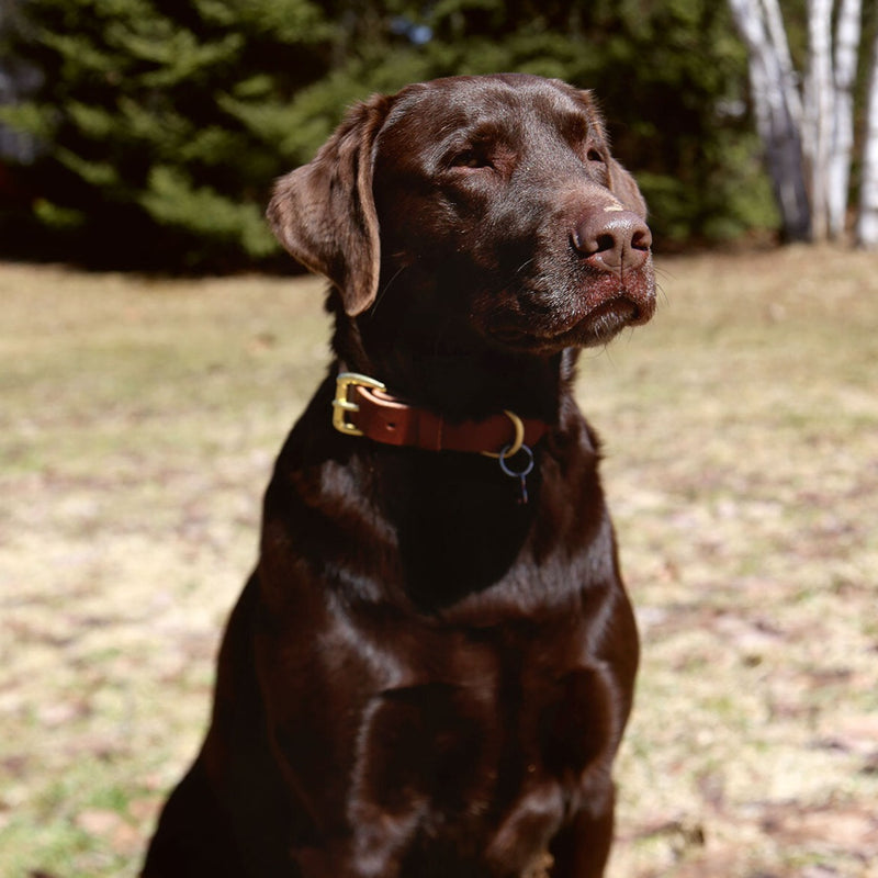 Dog Leather Collar | Brown | La Compagnie Robinson