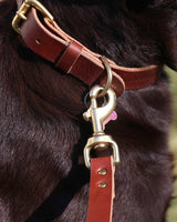 Leather Dog Leash - Brown
